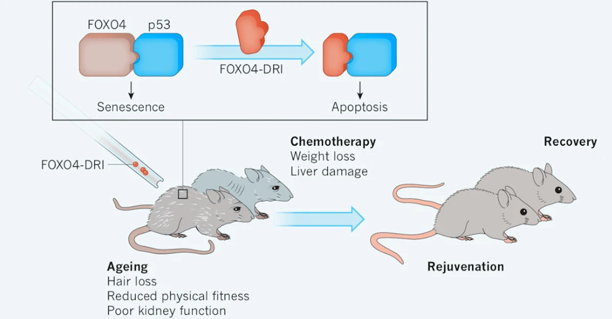 FOXO4 DRI Research FOXO4 DRI Research